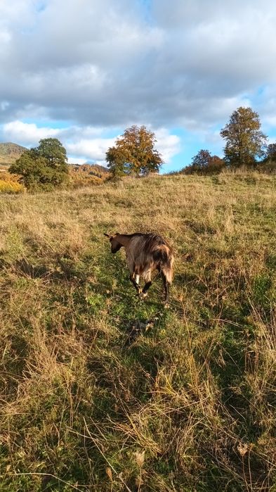 Vând capre și iede