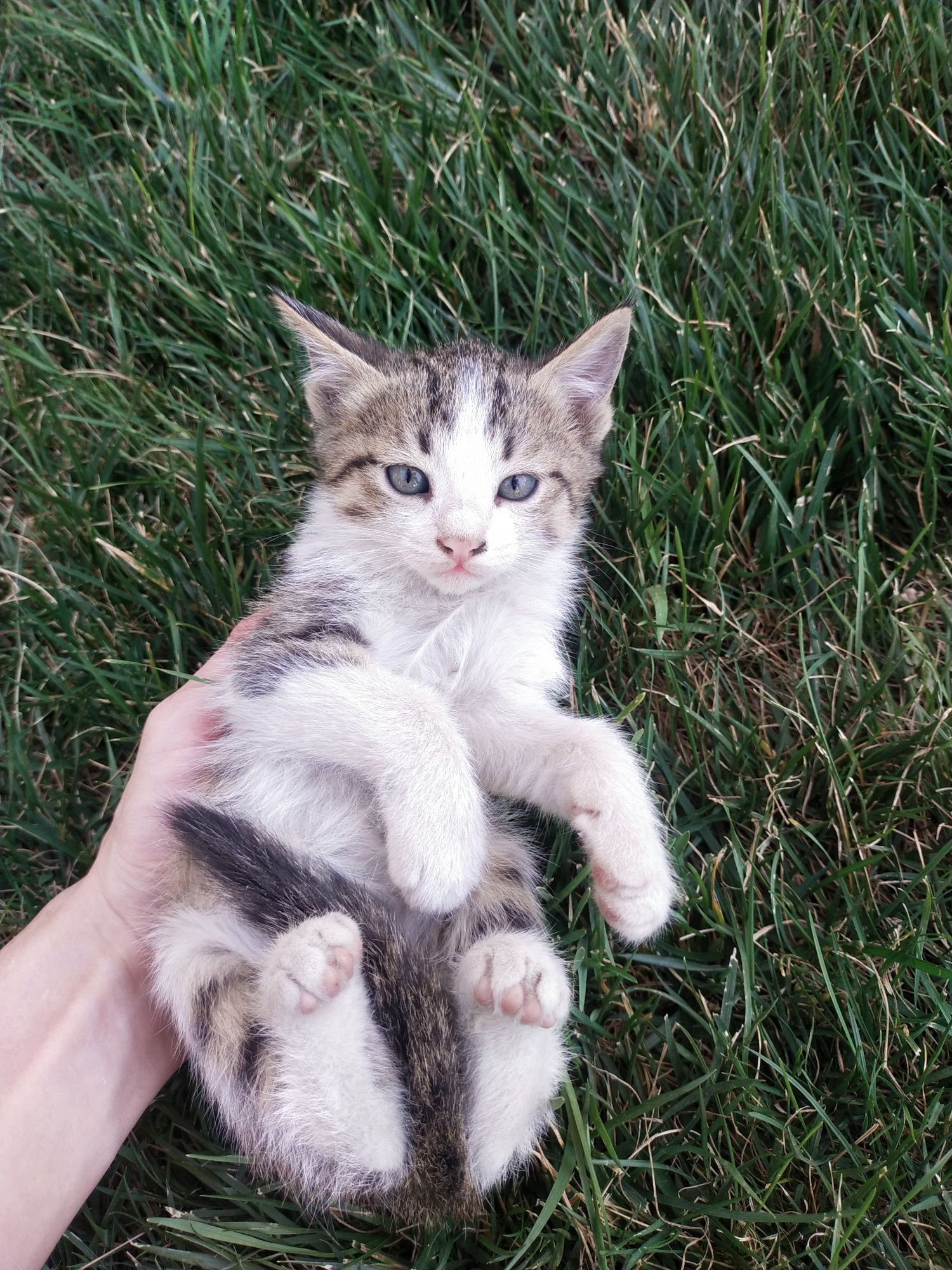 2 месячный котенок