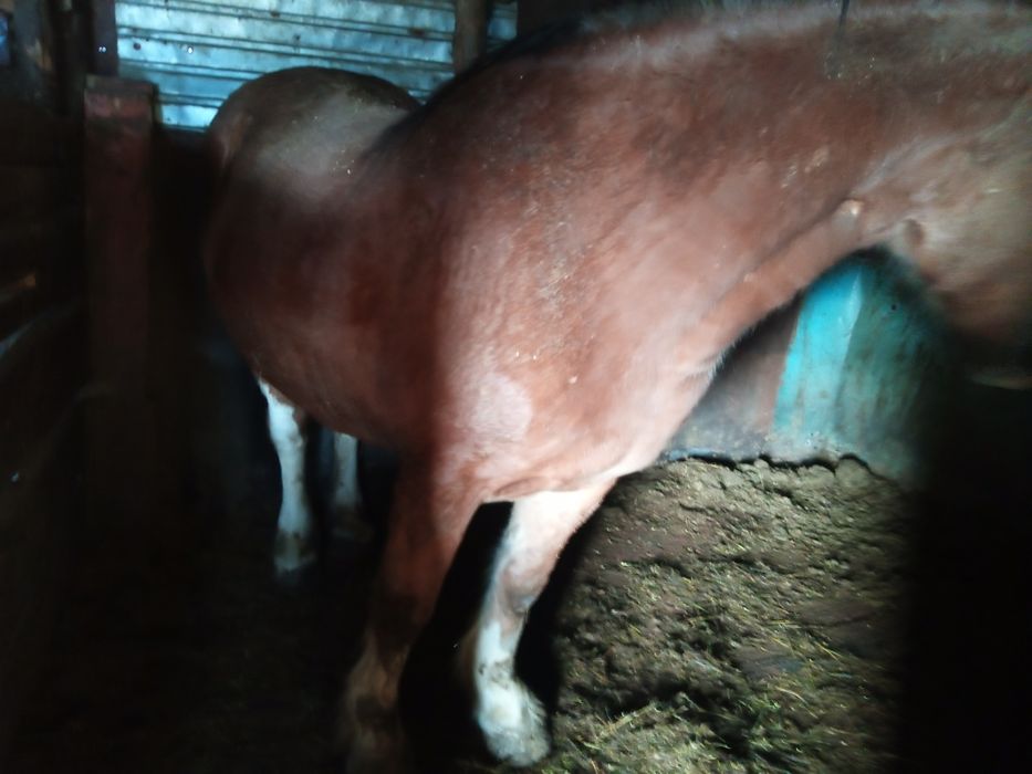 Продам  кобылу , крупную, жирную