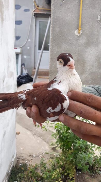 Vând Porumbei jucatori