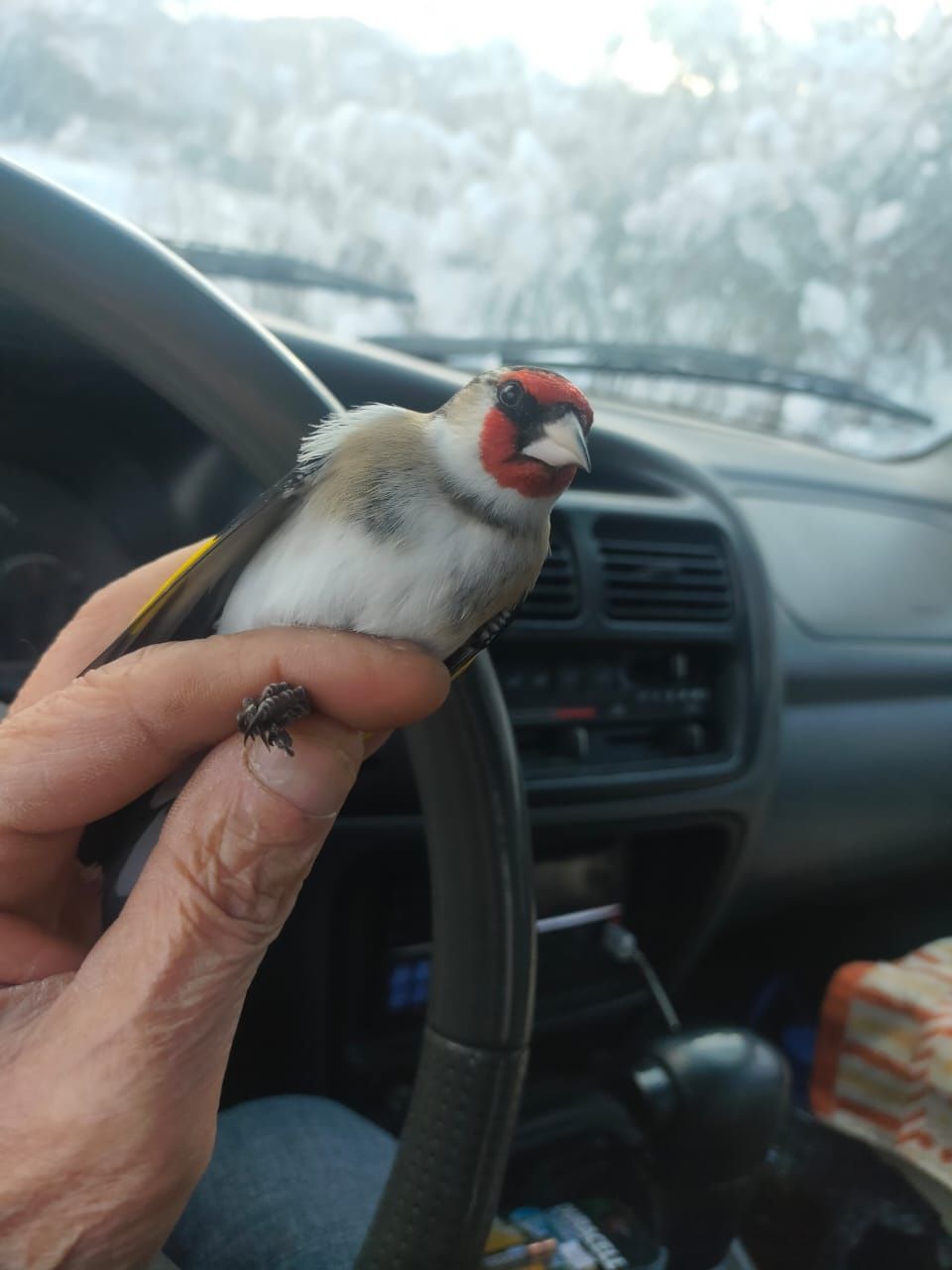 Цигын зимник алтаи гибрид и.т