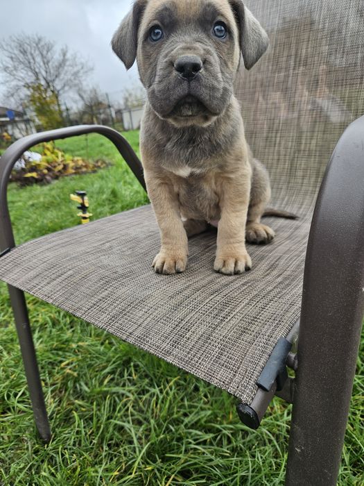 Уникални бебенца Кане корсо