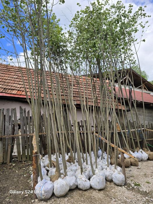 Mesteacăn Tei platani Stejar artari