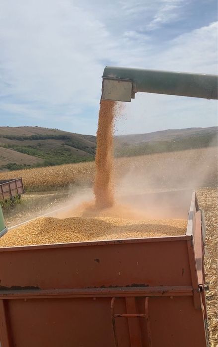 Porumb de vanzare 2025