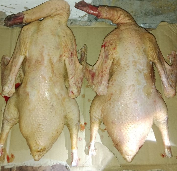 Продам тушки гусей.