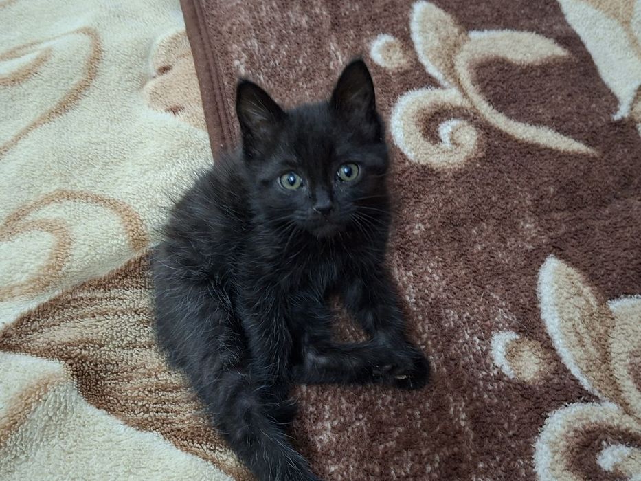 Продается котенок