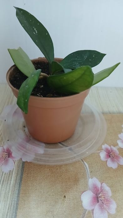 Продам комнатные цветы