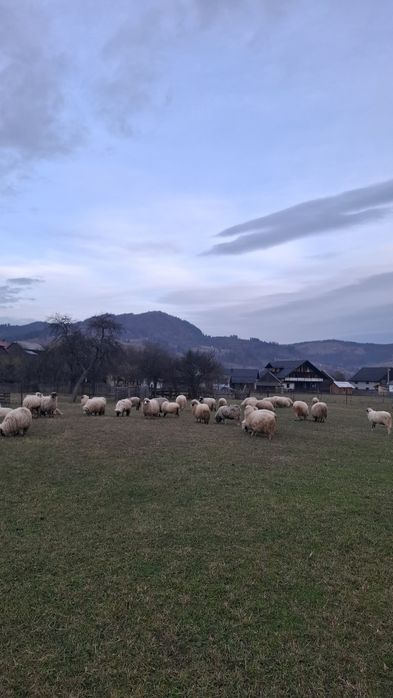 Vând 10 oi pe ales