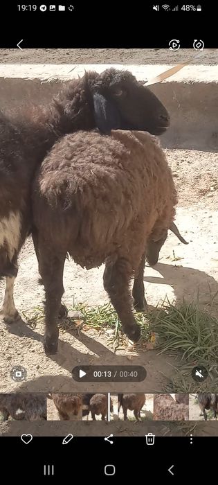 Ona bola quy bolasi qocqor