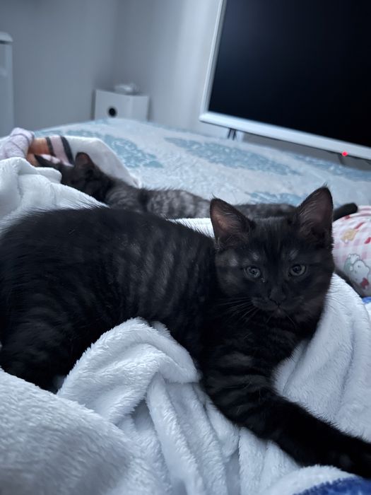 Отдам котенка в добрые руки