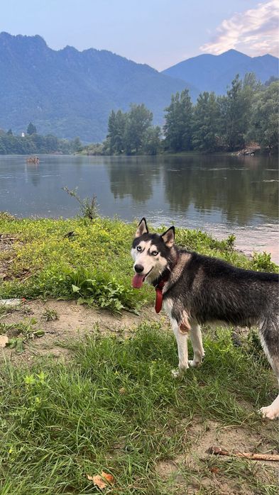 Caine Huski Siberian