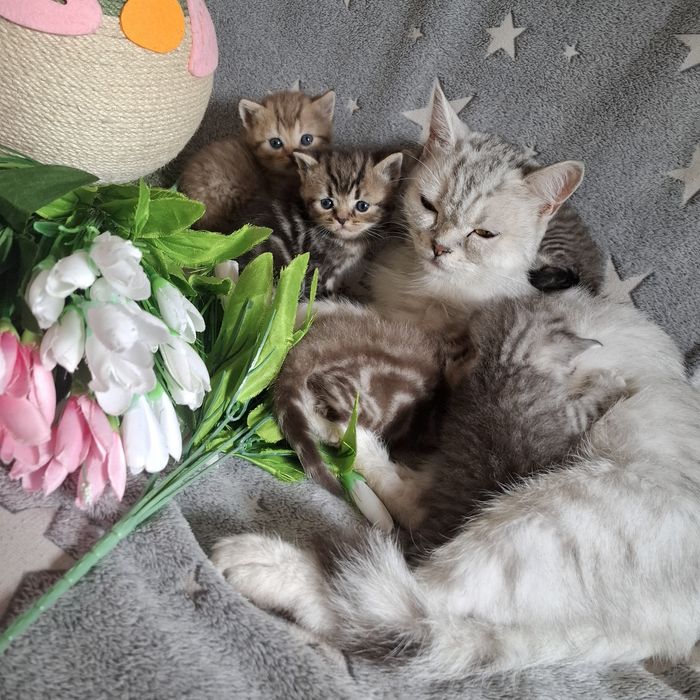 Котята скоттиш страйт