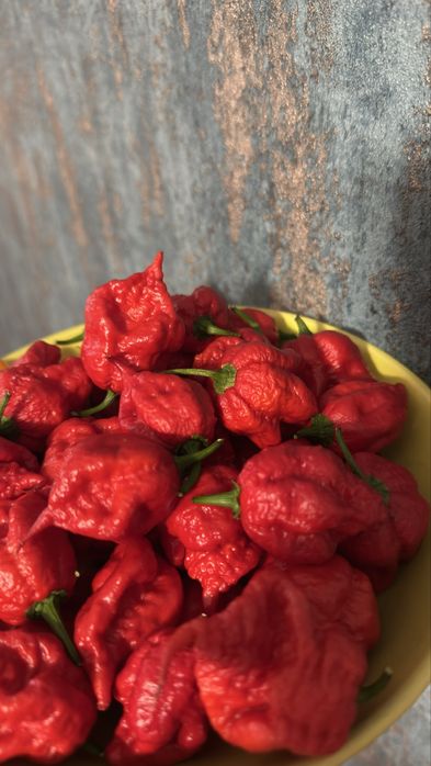 Carolina reaper