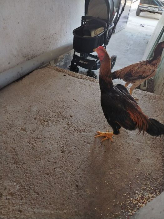 Yapon Shamo tovug'i bilan 100$