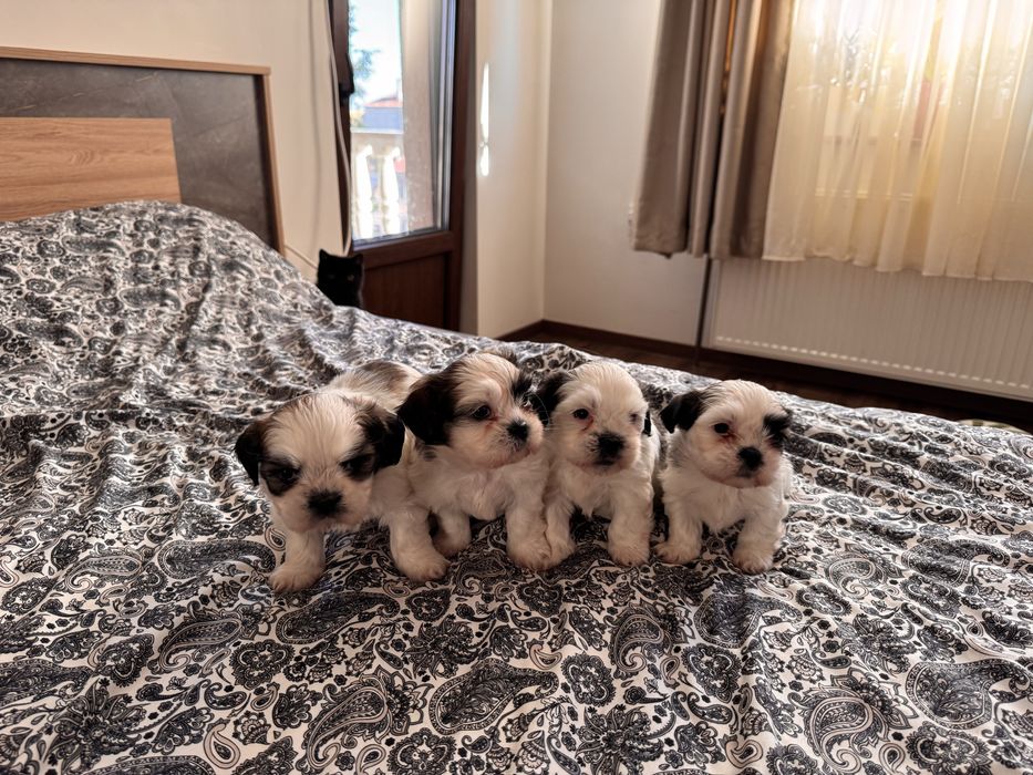 Кученца ши-тцу, кучета, куче, кученце