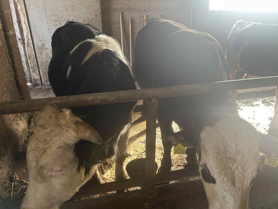 Телета живо тегло и телешко месо