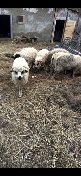 De vanzare 5 milute si un berbecut din anul 2025 fara defecte