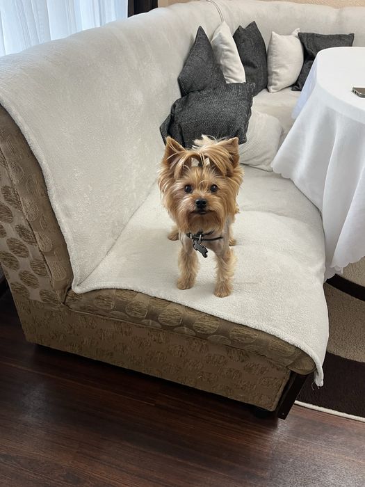 Продавам Йоркширски териер мини