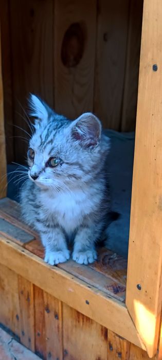 Котёнок  девочка