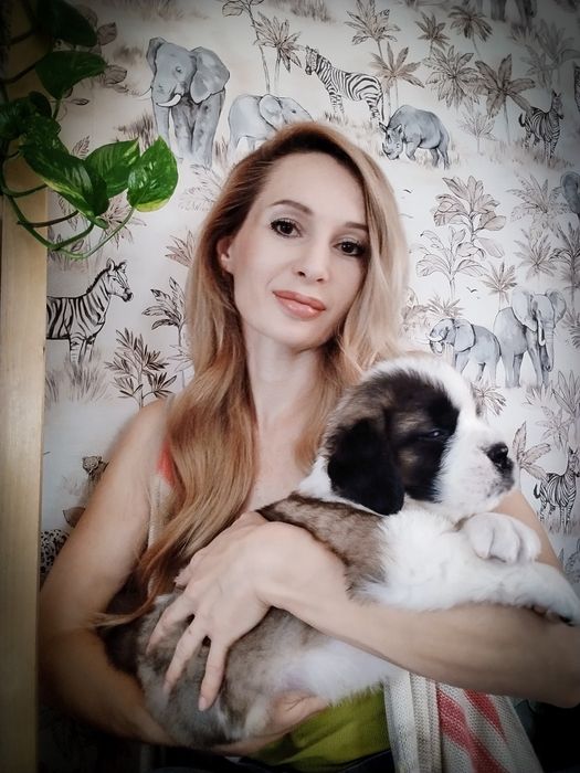 Сенбернар/Рассрочка/Питомник