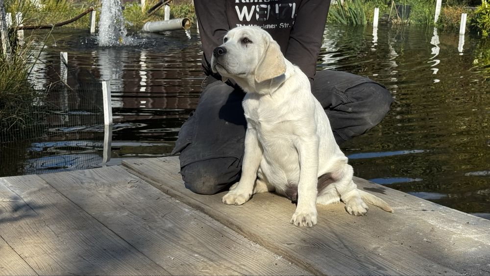 Pui Labrador Retriever