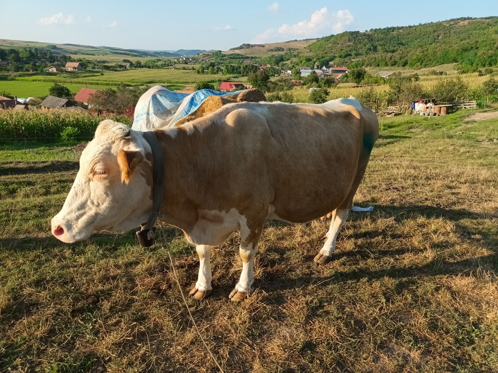 Se vinde vaca gestanta și cu lapte