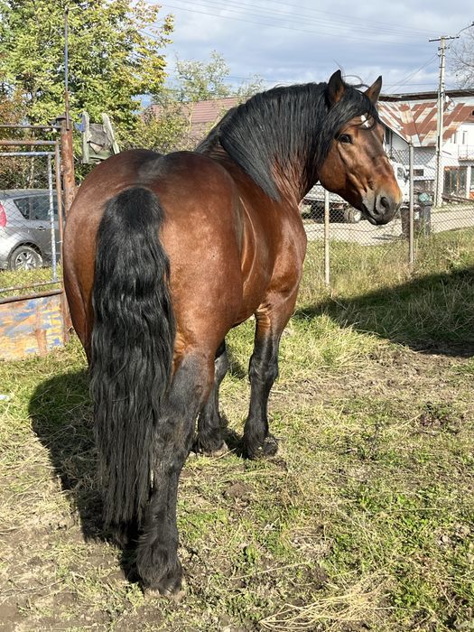 Armasar de 4 ani sange rece unguresc cu pedigree