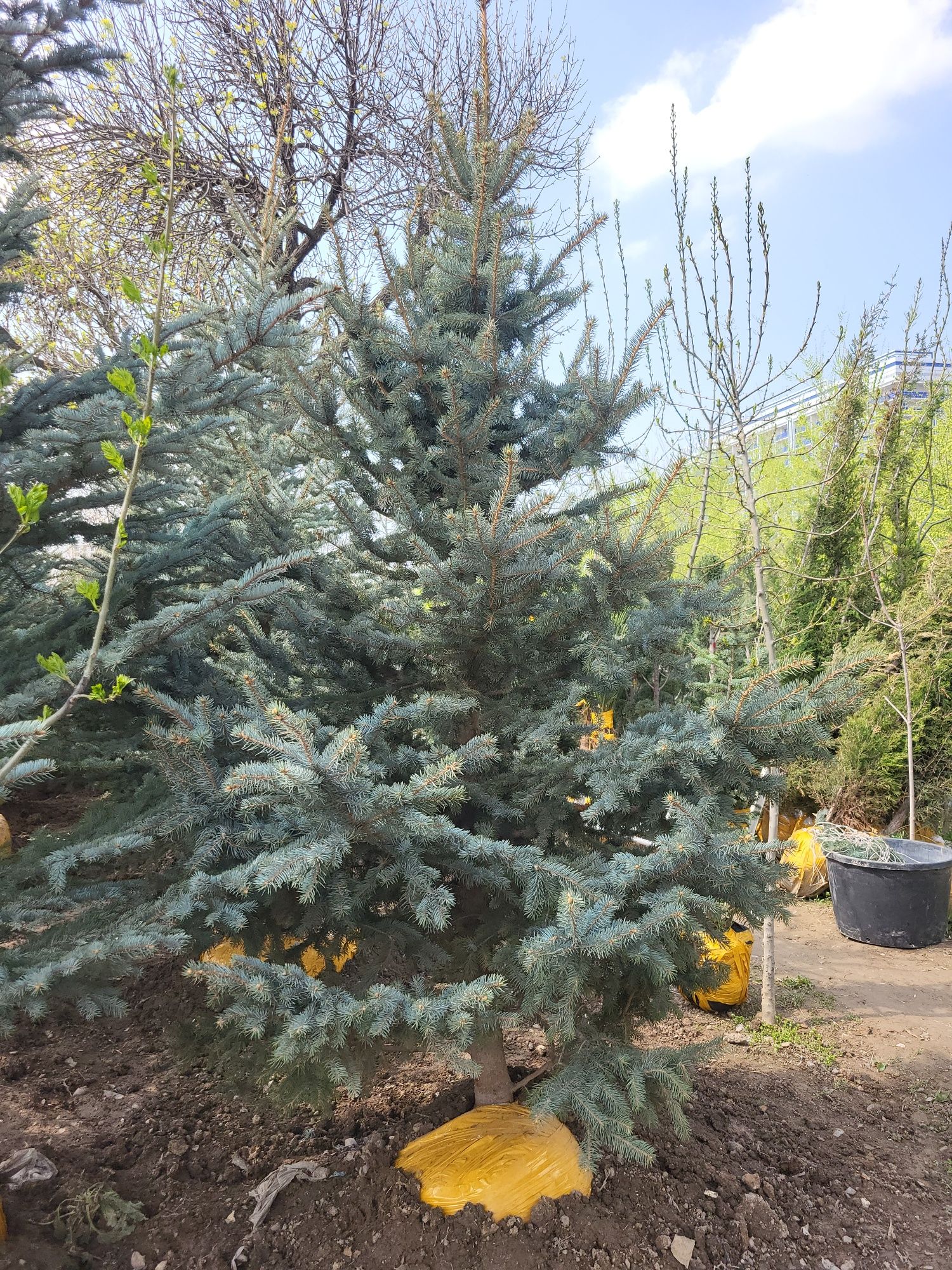 Ели и берёзы (lat betula)