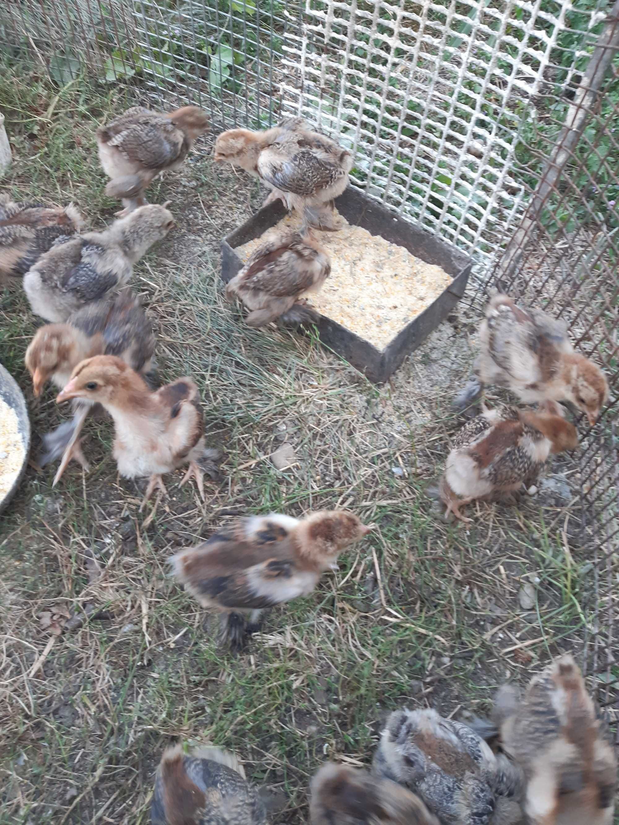 Vand pui gaini Brahma potarnichiu, herminat deschis si australorp