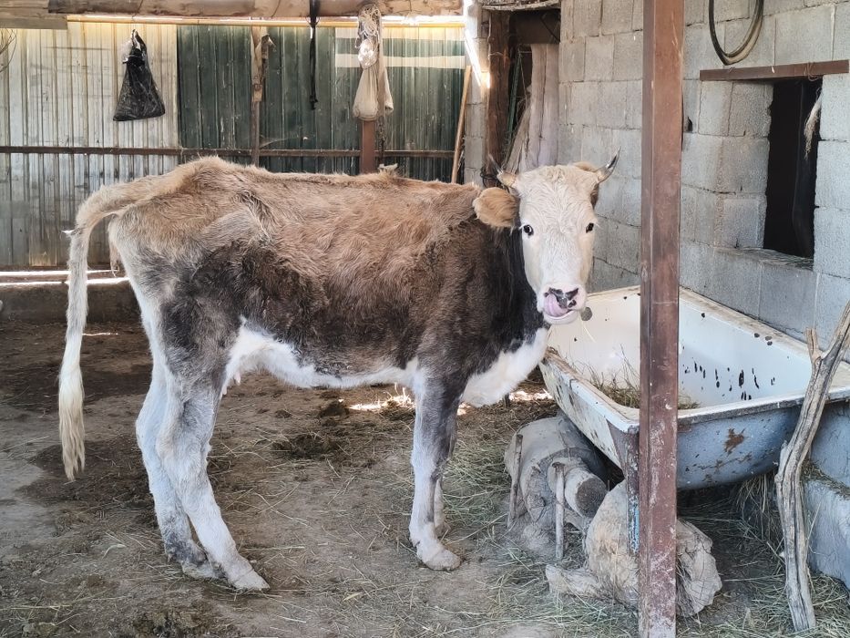 Сиыр сатылады!!!