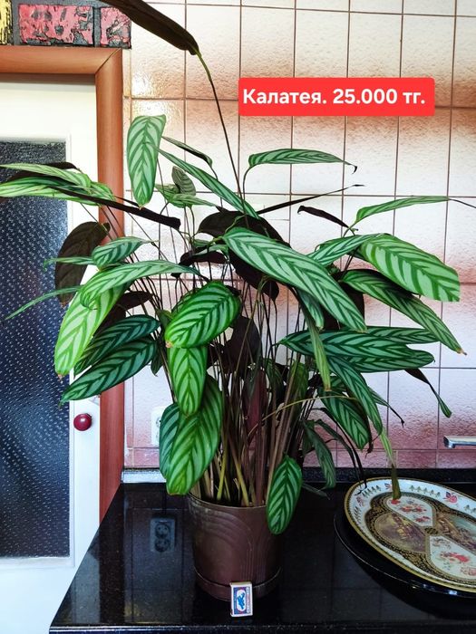 Продам комнатные растения