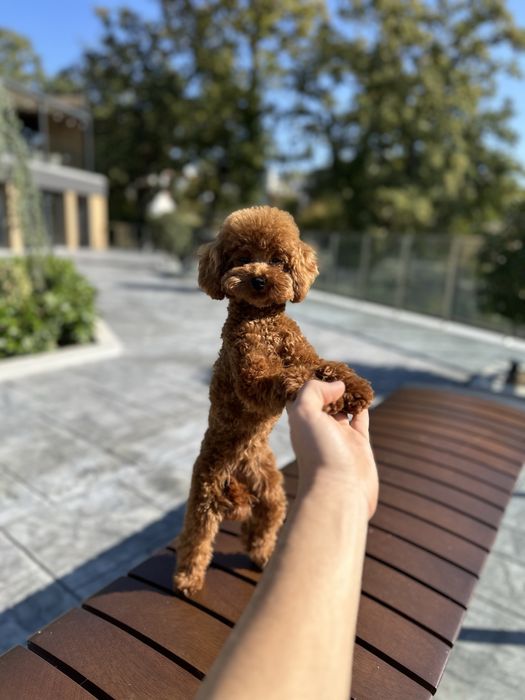 Пудел Той/Poodle Toy