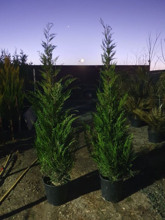 Tuia Leylandy de la 1 la 3 m