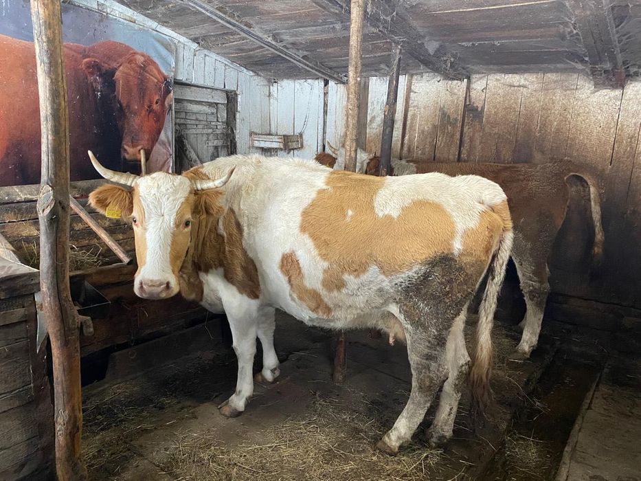 Корова на разведение