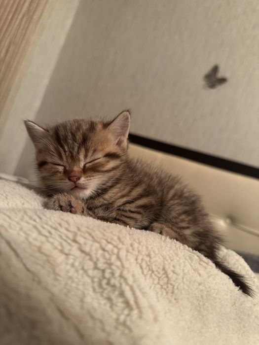 Продам котенка  породистого