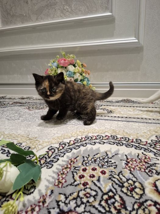 Mushukcha sotiladi 1.5 oylik zoti tozza