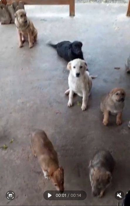 Adoptie catei 2 si 6 luni