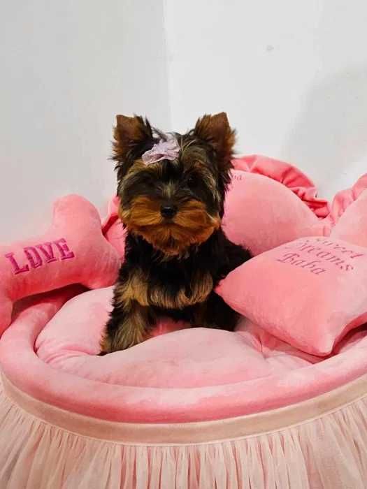 Pui Yorkshire Terrier disponibili