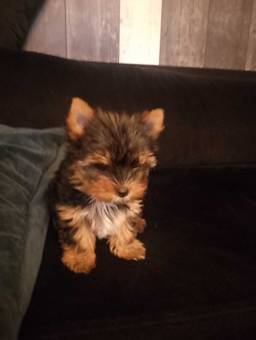 мини йорки женско бебе