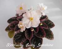 Фиалка детки Kentucky baby sunshine сорт