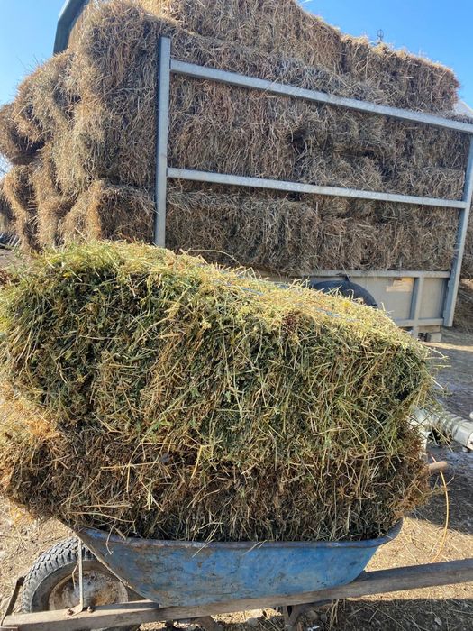 Baloti lucerna 350 lei buc