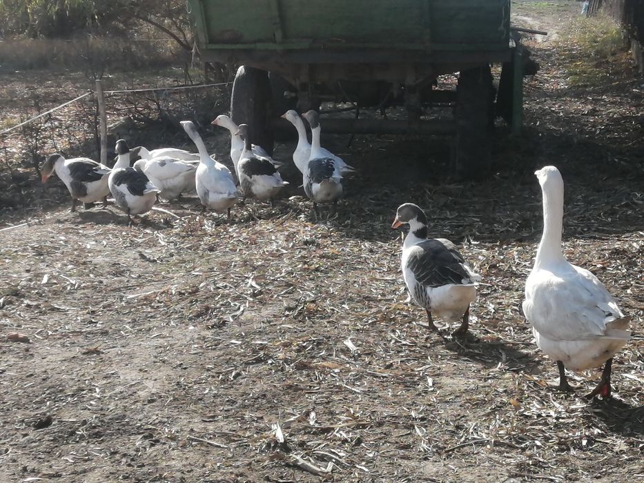Gâște de vânzare!