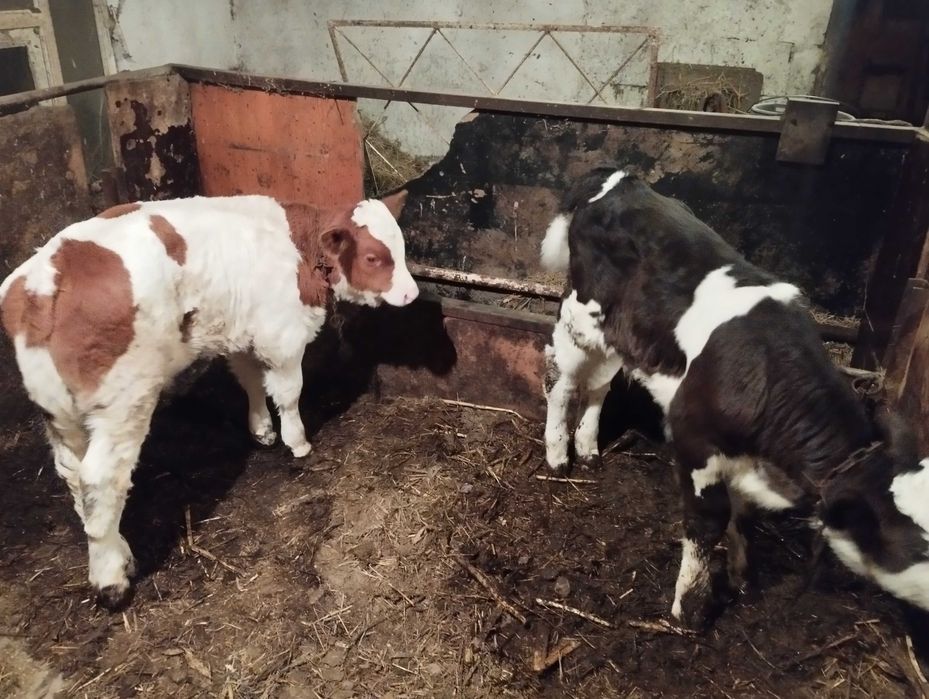 vind vitei de pus la vaca