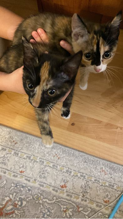 Отдам в добрые руки двух кошечек