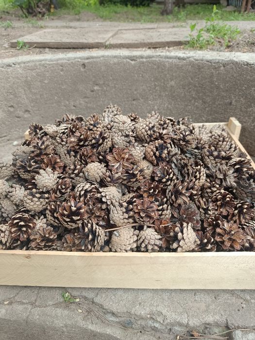 Декор шишек для сада и дома