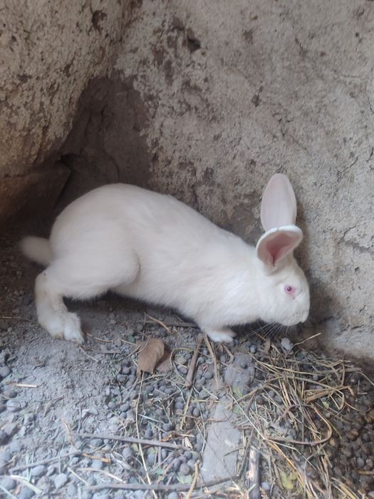 Quyon uzim boqaman hammasi sotiladi 5 dona