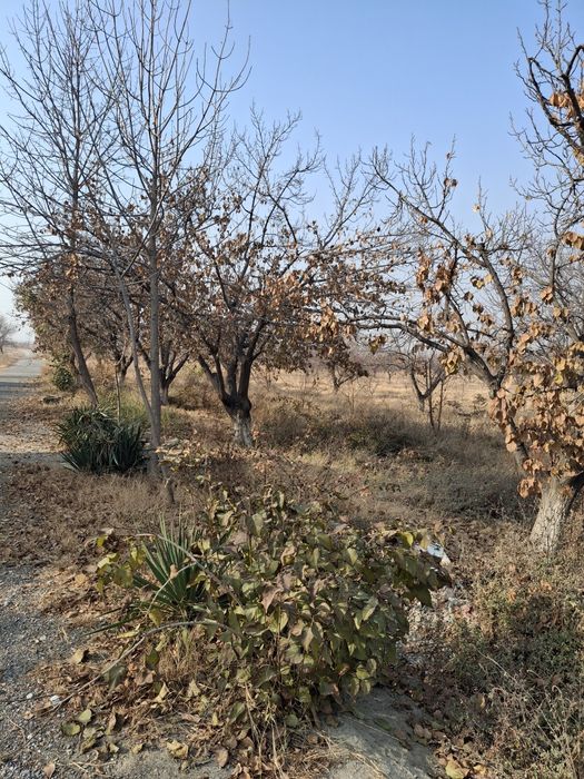 Урик утин сотилади