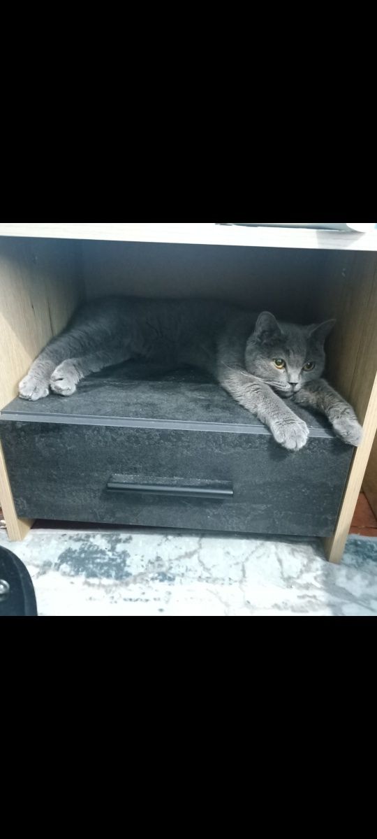 Мъжко британско коте