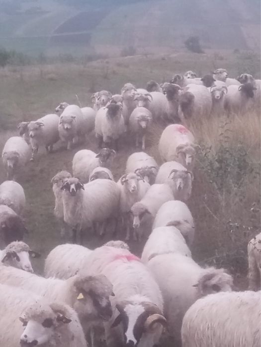 Vand 150 de oi din rasa turcana