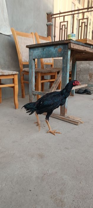 Dakan joja xoroz sotiladi